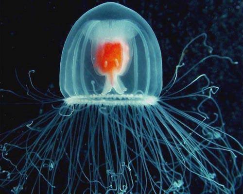 22-immortal-jellyfish